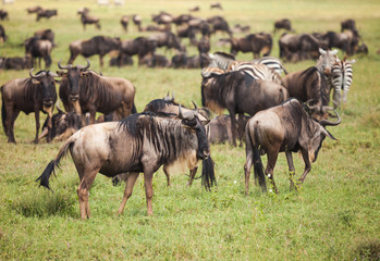 Obraz na płótnie Canvas wildebeest