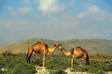2 camel standing on a background of mountains. there are a lot of dry plants zelenyyh. Sunny hot day.
