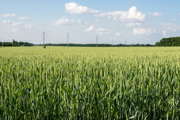 Immature wheat in the field