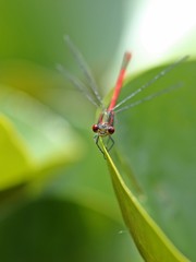 Männchen der Frühen Adonislibelle (Pyrrhosoma nymphula)
