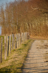 Lisi&egrave;re dans les Terres Froides (Is&egrave;re)