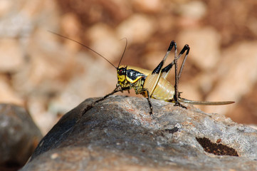 female grasshopper sitting on a large stone.