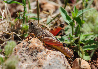 female grasshopper sitting on a large stone.