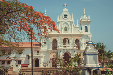 Acacia near the St. Anthony Church. Siolim, Goa, India