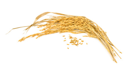 Paddy rice isolated on white background