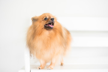 German Pomeranian Spitz dog
