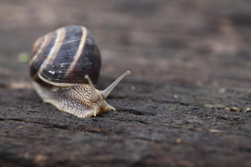 edible Helix pomatia