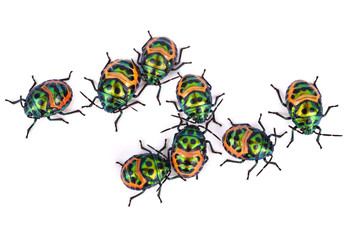 Litchi Bug , Tong Taek Bug, Chrysocoris stollii on white backgro