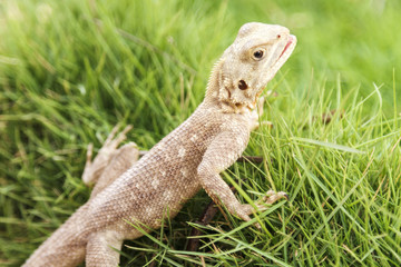 Cute Mimetism lizard