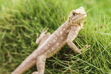 Mimetism lizard waiting