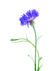 Blue cornflowers on white