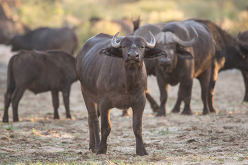 Fototapeta na wymiar African buffalo (Syncerus caffer), Kruger Park, south Africa