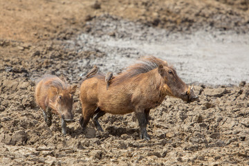 Common warthog family (Phacochoerus africanus), Kruger Park, South Africa