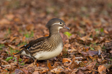 Female mandarin duck (Aix galericulata), Lazienki park, Warsaw