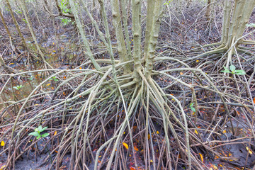 mangrove tree with roots in lagoon, Thailand
