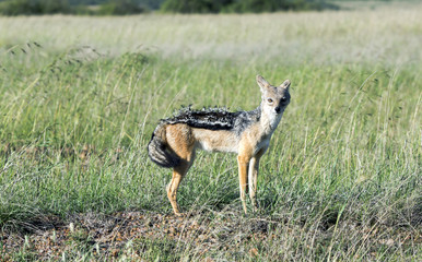 A young male Black Backed Jackal (Canis mesomalas) in Maasai Mara National Park, Kenya.