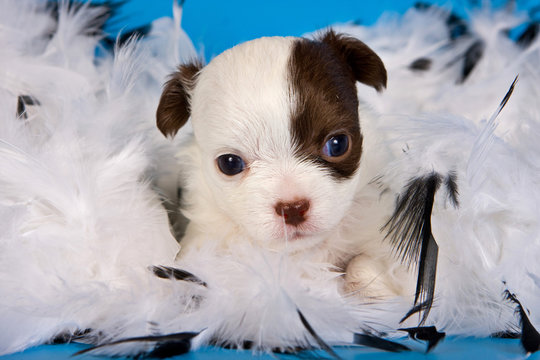 Cute chihuahua puppy dog on a blue background