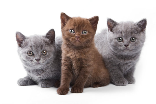 Several kittens lying and looking at the camera (isolated on white)