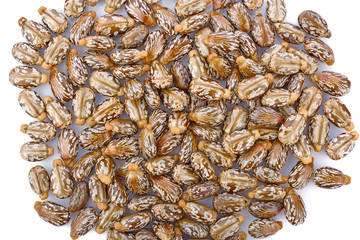 Castor seeds on white background
