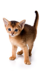 Ginger kitten Abyssinian (isolated on white)