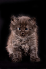 Fluffy black cat looking at the camera (isolated on black)