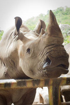 Rhinoceros closeup in the public zoo, Thailand,