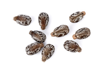 Castor beans on white background