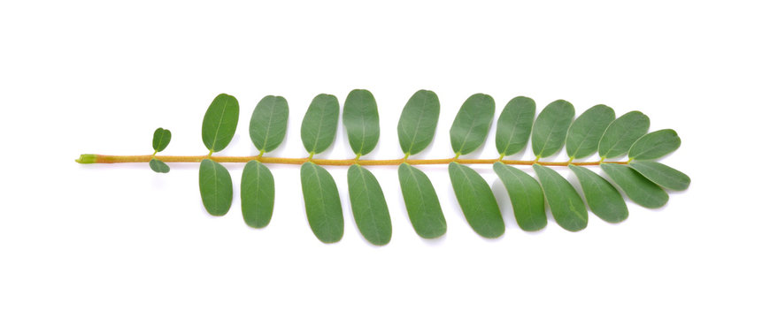 Agasta leaves on White Background