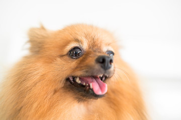 funny and fluffy pomeranian sitting on a chair