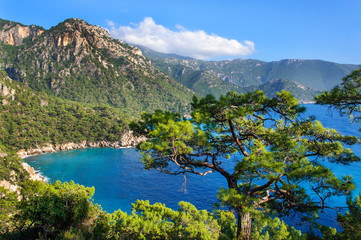 Fototapeta na wymiar Pine trees on the southern coast of Turkey.