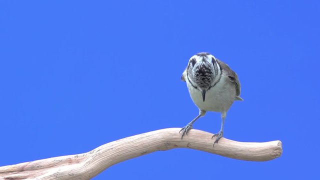 aves volando a camara lenta