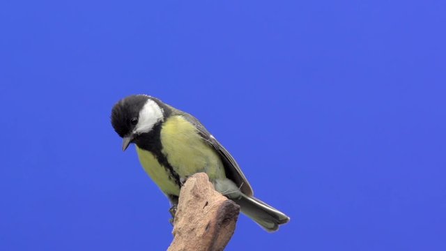 carbonero comun sobre fondo croma posandose en rama