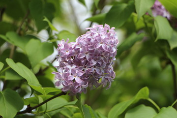 Fleur de lilas
