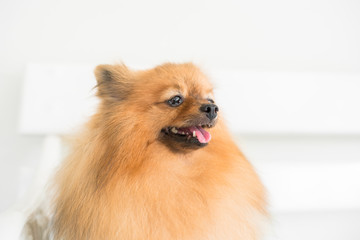 funny and fluffy pomeranian sitting on a chair