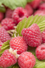 Fresh ripe raspberries in close up