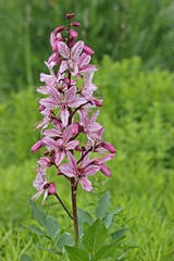 Diptam (Dictamnus albus)
