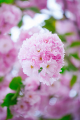 Pink cherry blossom closeup