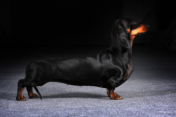 Dog German Dachshund is to show the position