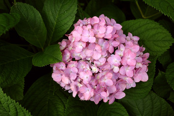あじさい,