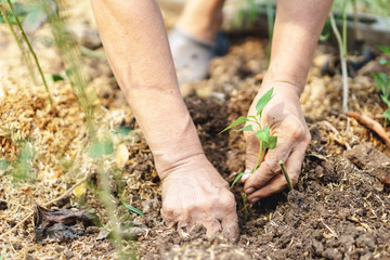 planting a small  plant