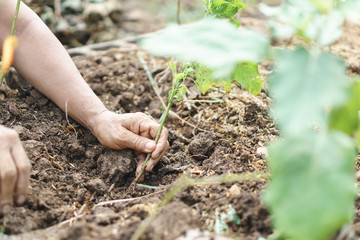 planting a small  plant