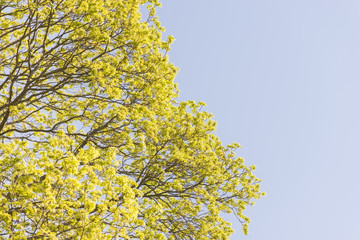 Nature in spring. Tree with fresh leaves and blue sky. Vibrant colorful nature detail. Concept of springtime, growth and vitality.