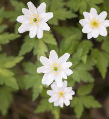 Wood anemones in forest, white springtime flowers. Close-up of nature detail. Concept of new life, wonders of nature, growth and vitality.