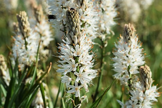 Wei&szlig;er Affodill (Asphodelus albus) - Makro