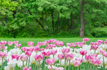 Pink and white tulips in blossom on green forest background