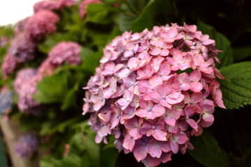 あじさい,