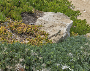 Starred Agama lizard on a rock at the island in Cyprus