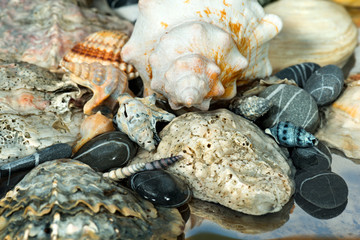 Shells on the Seashore