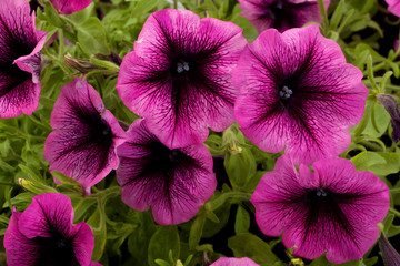 Petunia flower closeup background