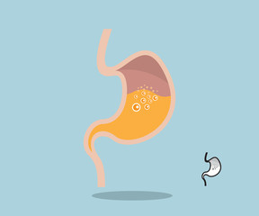 stomach flat design vector